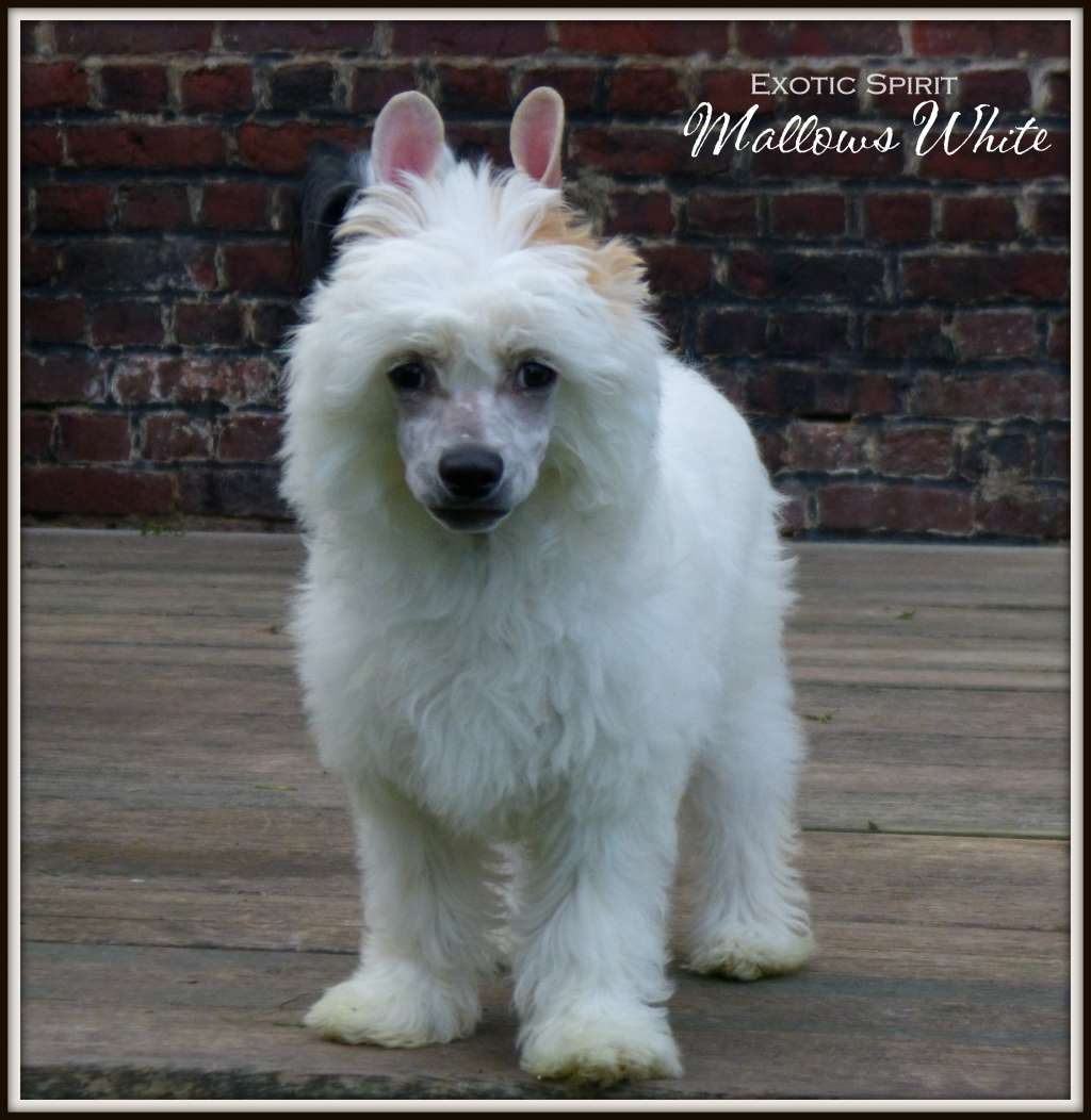 Exotic Spirit Mallows White