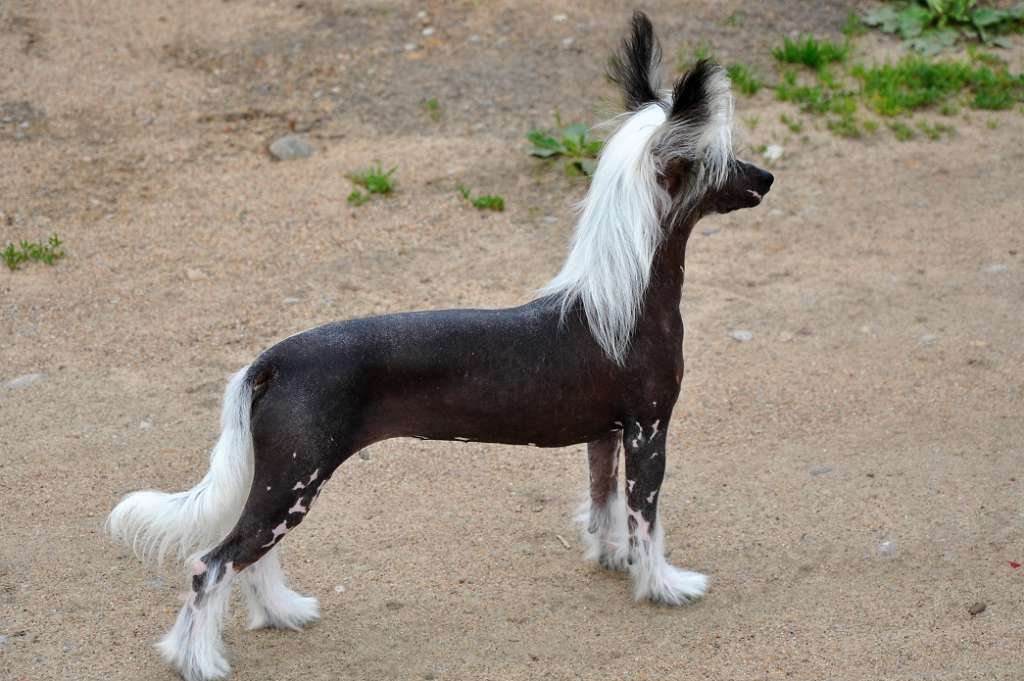 Fortuna Winning Smile