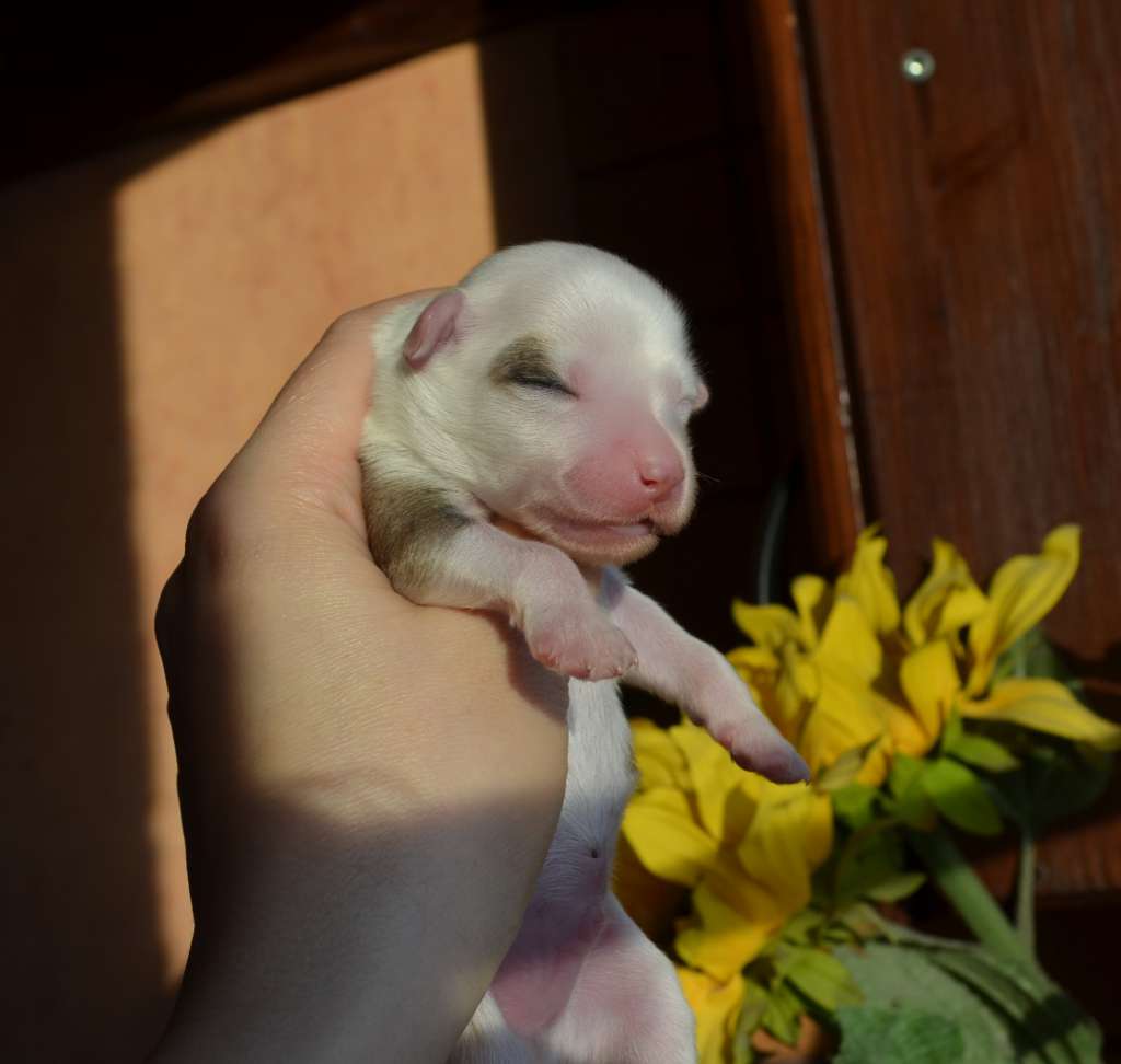 Etno Spirit Nice To Meet You