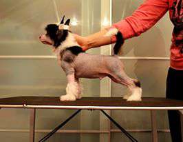 Etno Spirit Nobleman