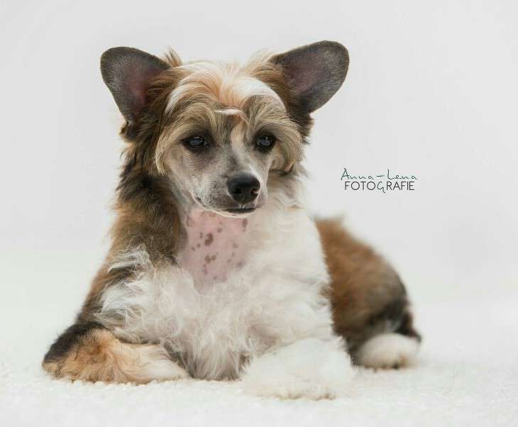 Little Rehma's Fiete Filou