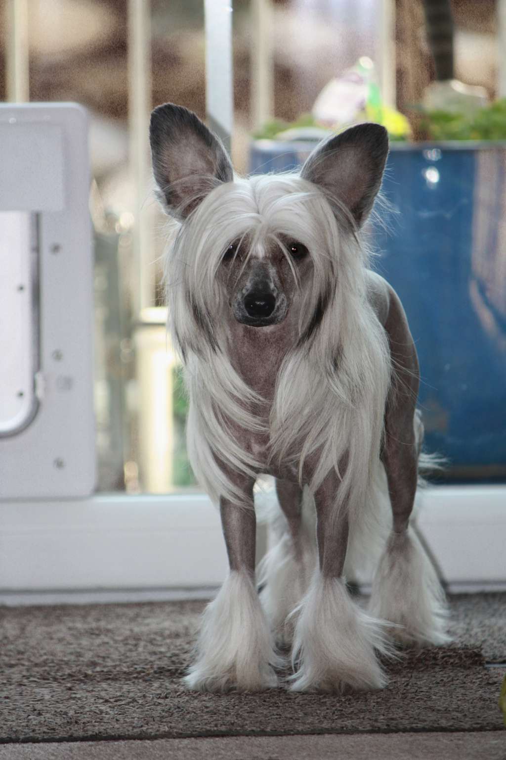 Little Rehma's Grace