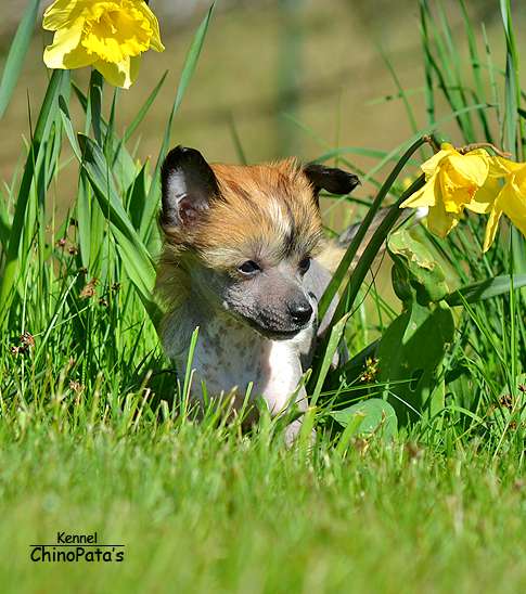 ChinoPata's I'm Lost In A Pancake