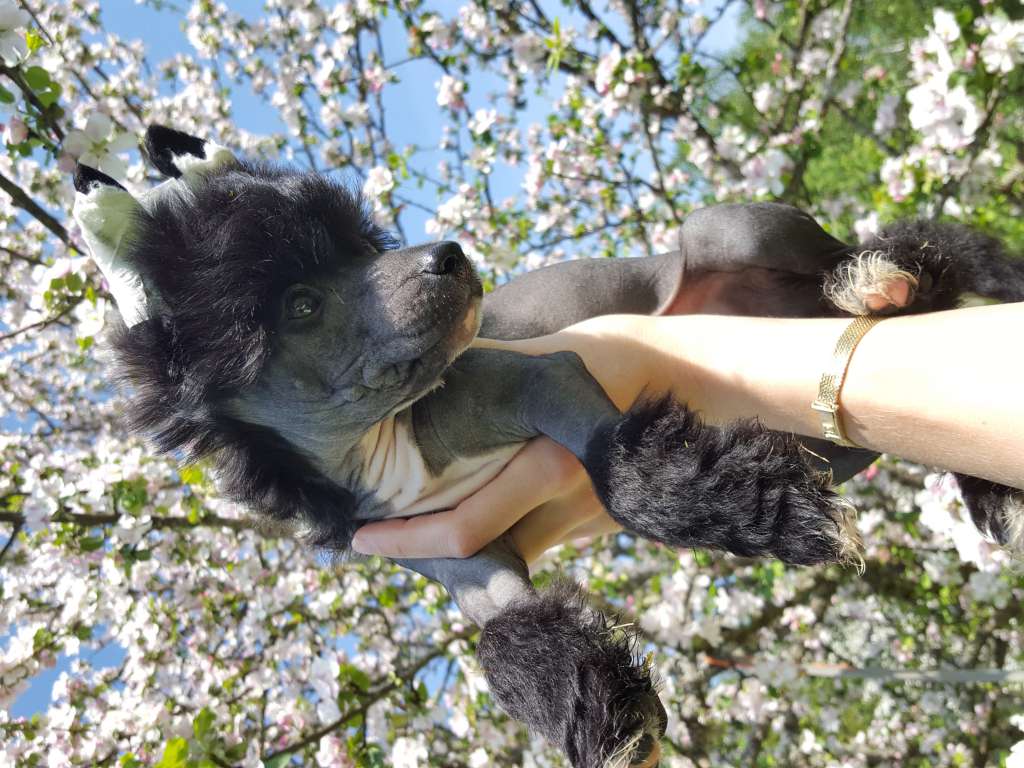 ChinoPata's I'm The Cake Bearer