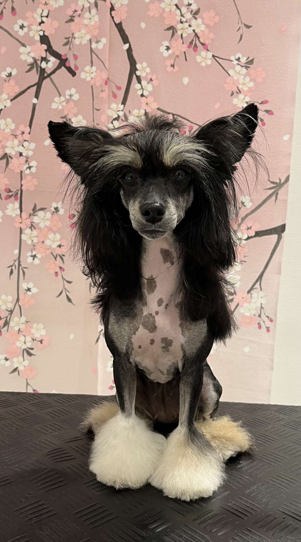 ChinoPata's I'm Chia Da Pudding