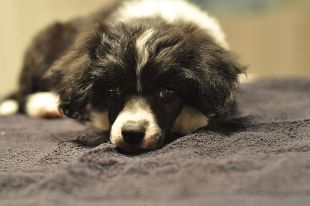 Speechless Walk Of Fame