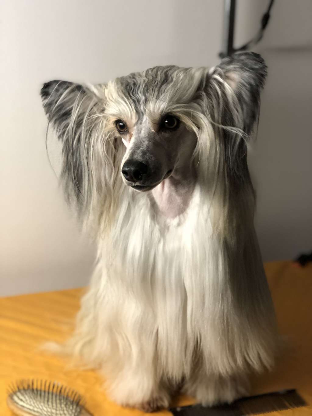 Speechless Fancy Disco Pants