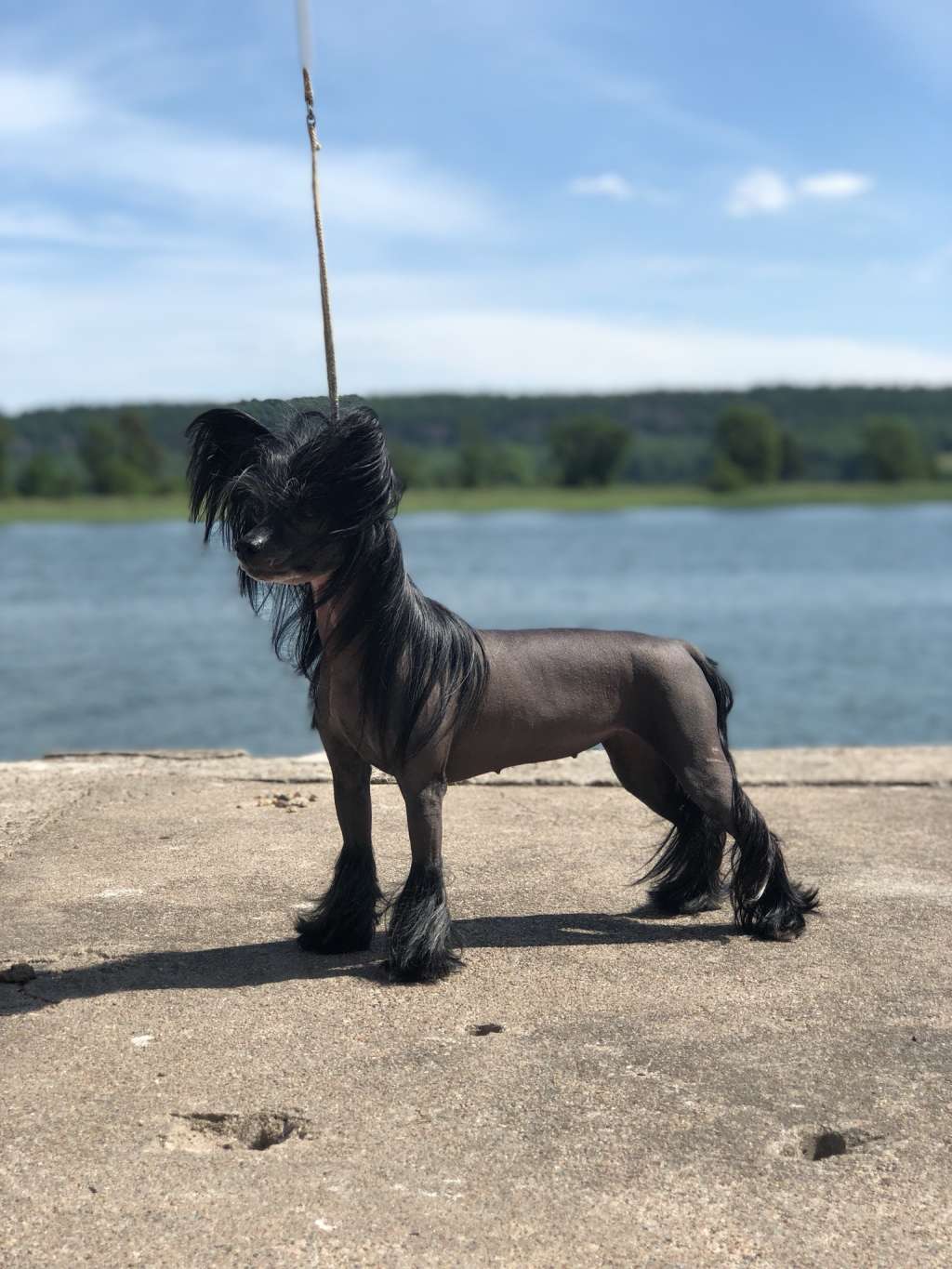 Speechless Miracle In Disco Heaven