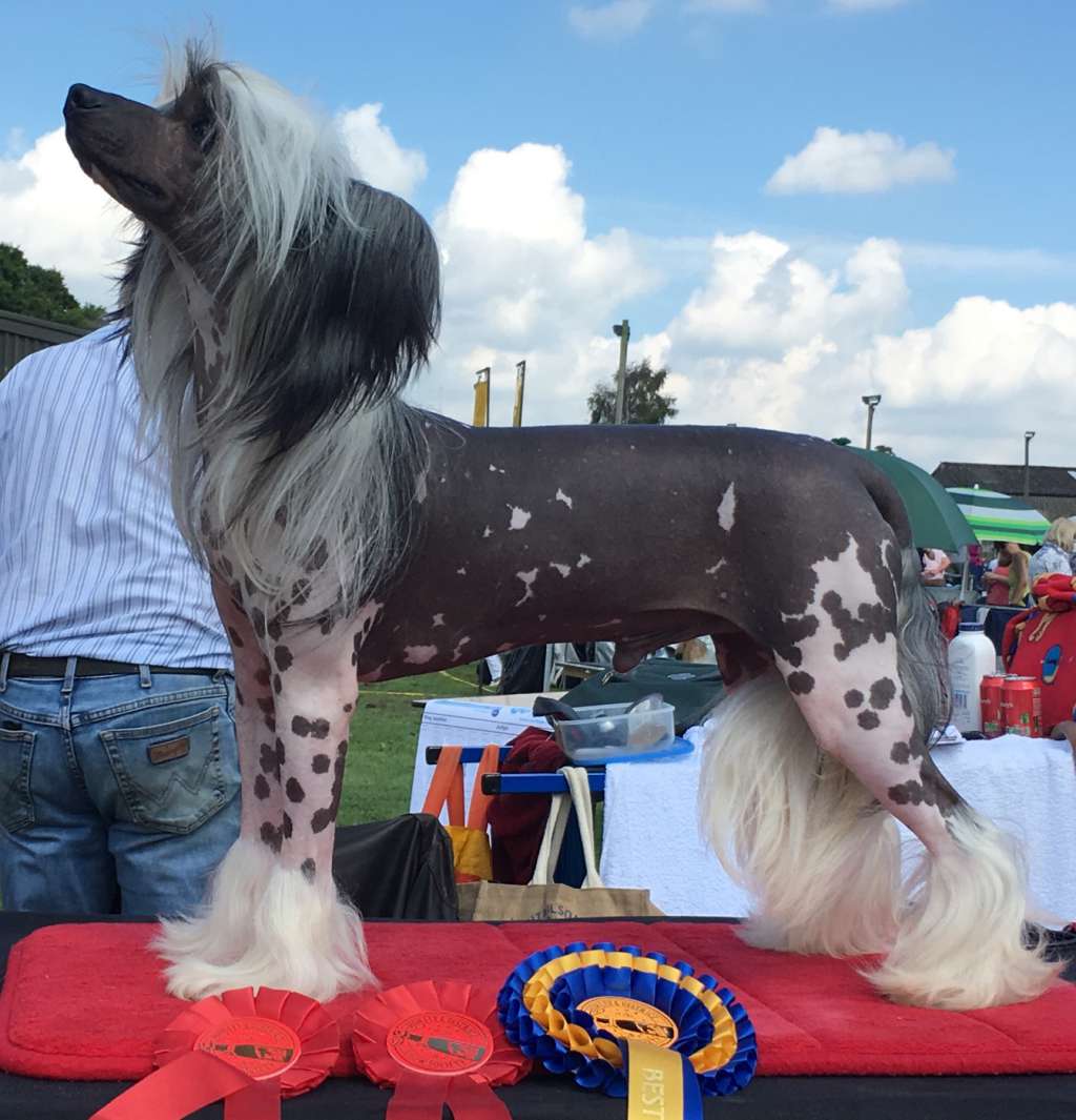 Anna Sky Kennel Fusion Hot Man of Zanjero.  JW ShC