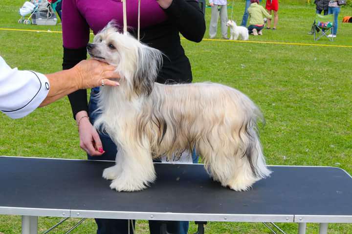 Anna Sky Kennel Frisky Whiskey