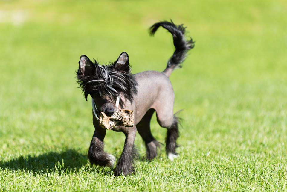 Acai Shadow Pompinell'