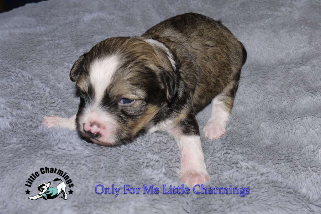 Only For Me Little Charmings