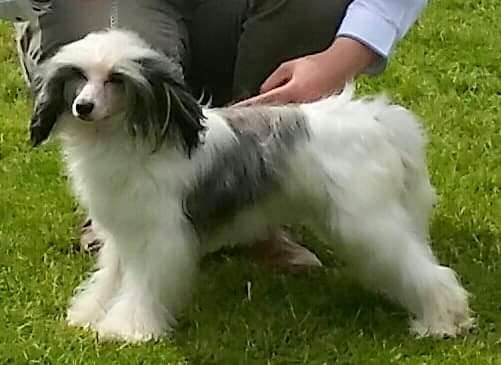 Suaisa's Cherished Carma