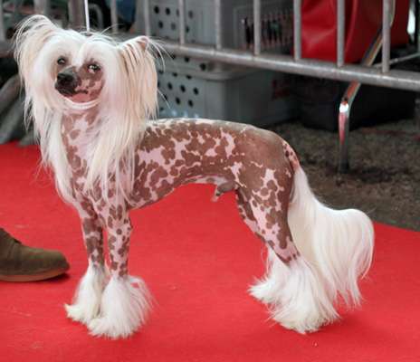 mellow man du pavé de varennes