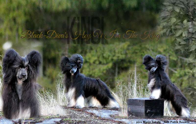 Black-Diva's Hey U I'm The King