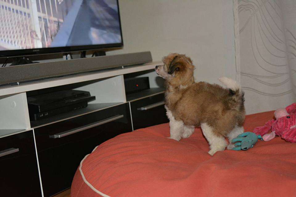 Fiabella's Unlimited Dream