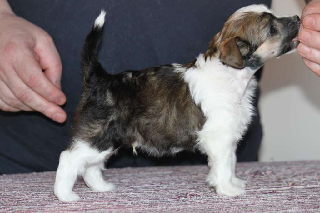 Berlottan William Inge