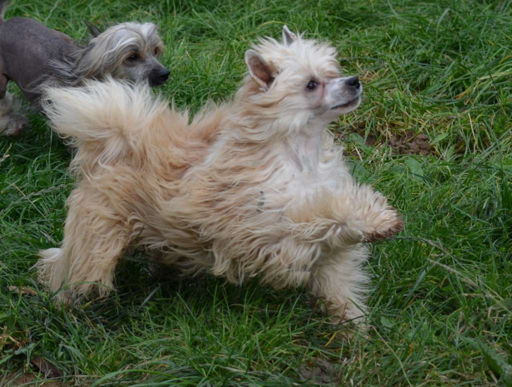 Olegro Katrin Dandy Boy