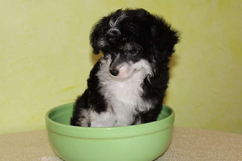 Naleks Art Sri Lanka