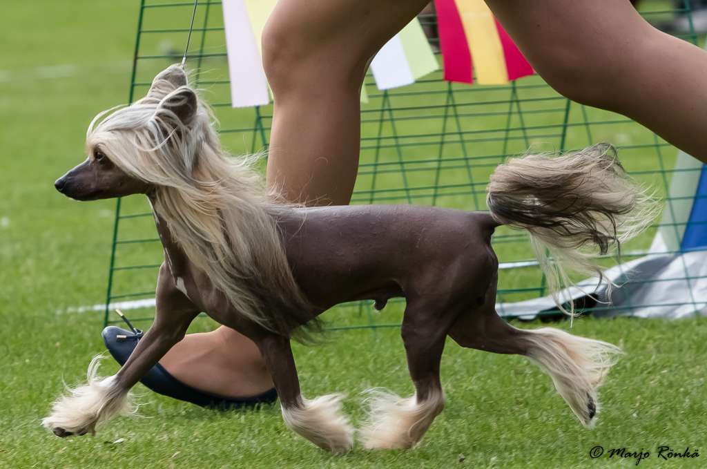 Estillinis Robin Hood