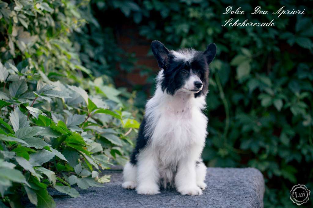 Dolce Dea Apriori Scheherezade