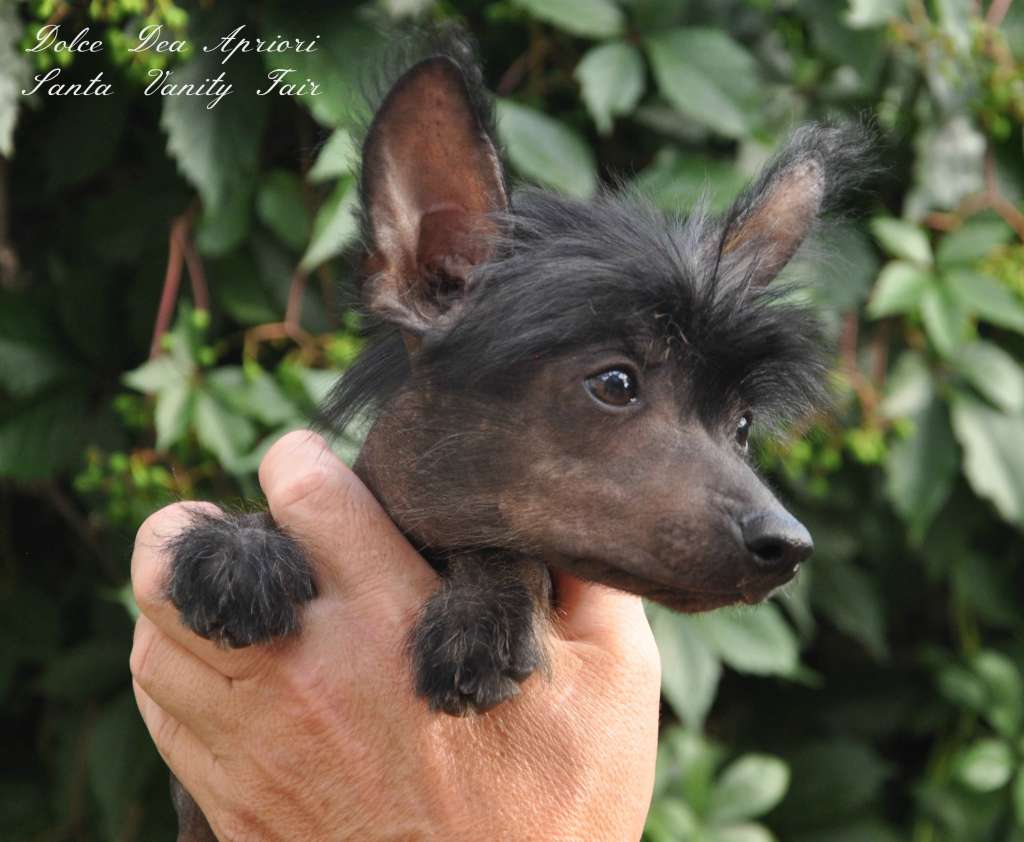 Dolce Dea Apriori  Santa Vanity Fair