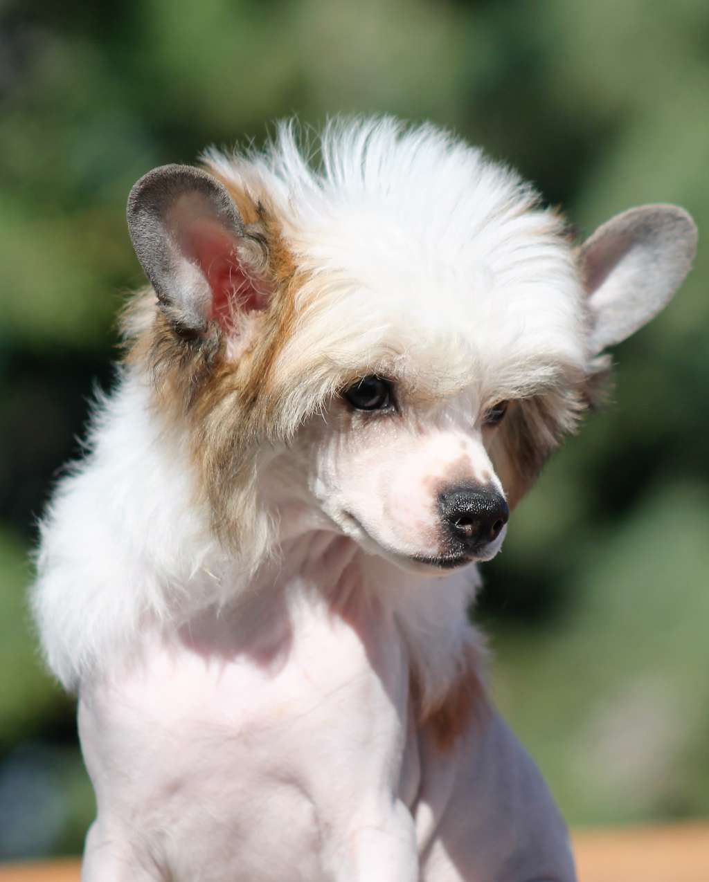 Magnus Staff New Sprintime