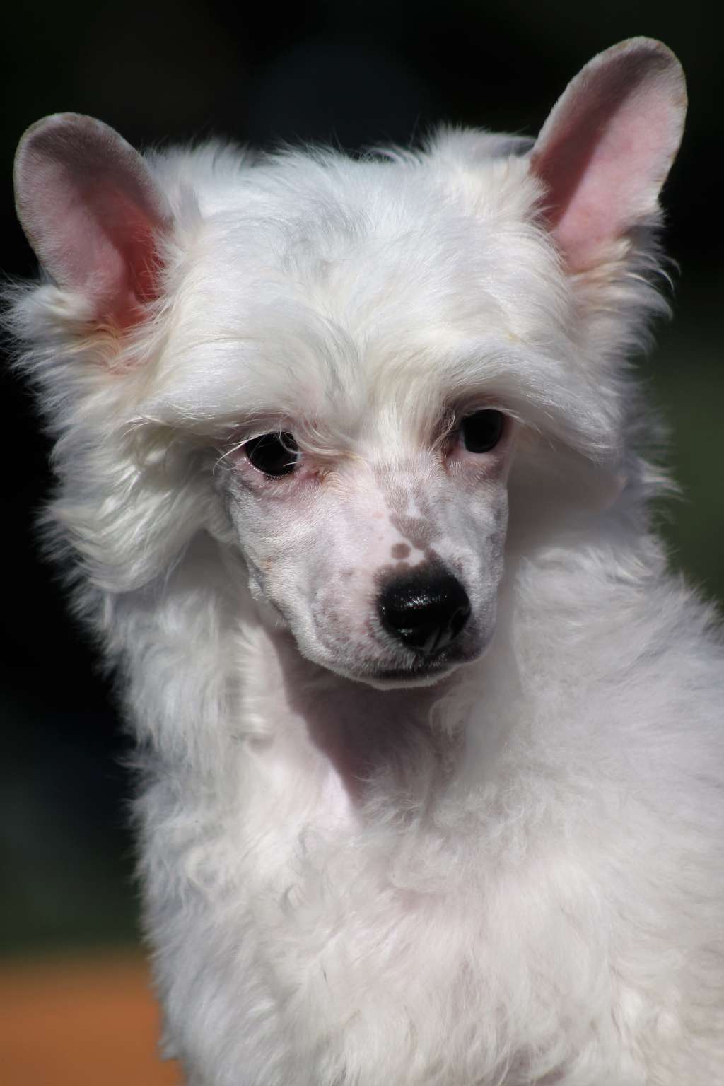 Magnus Staff Obsession