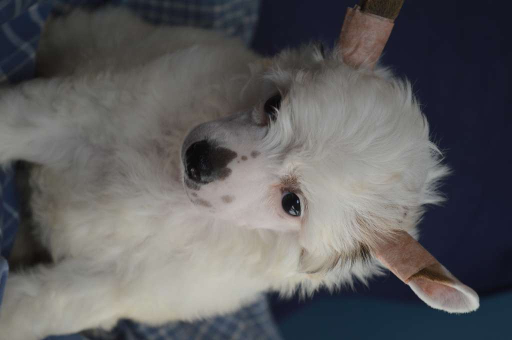 Magnus Staff Once in Time