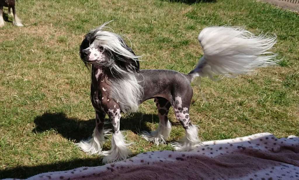 Daimon vom Apfelland