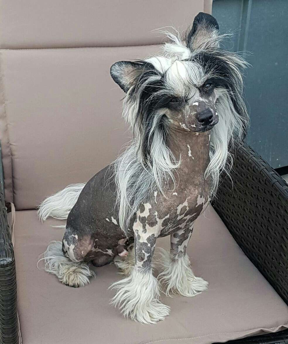 Durrani vom Apfelland