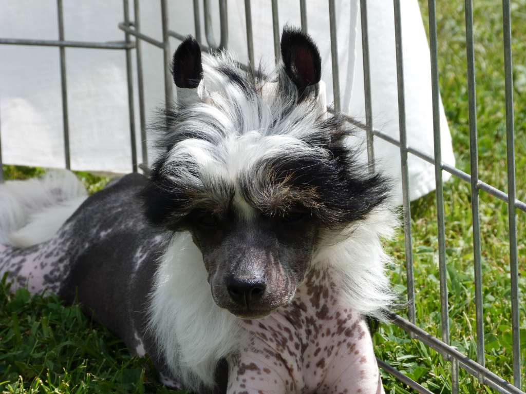 Javier z Pulnocního dvora