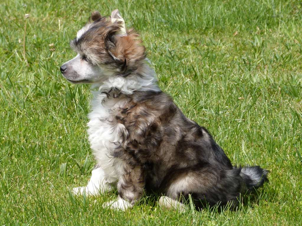 Jawad z Pulnocního dvora