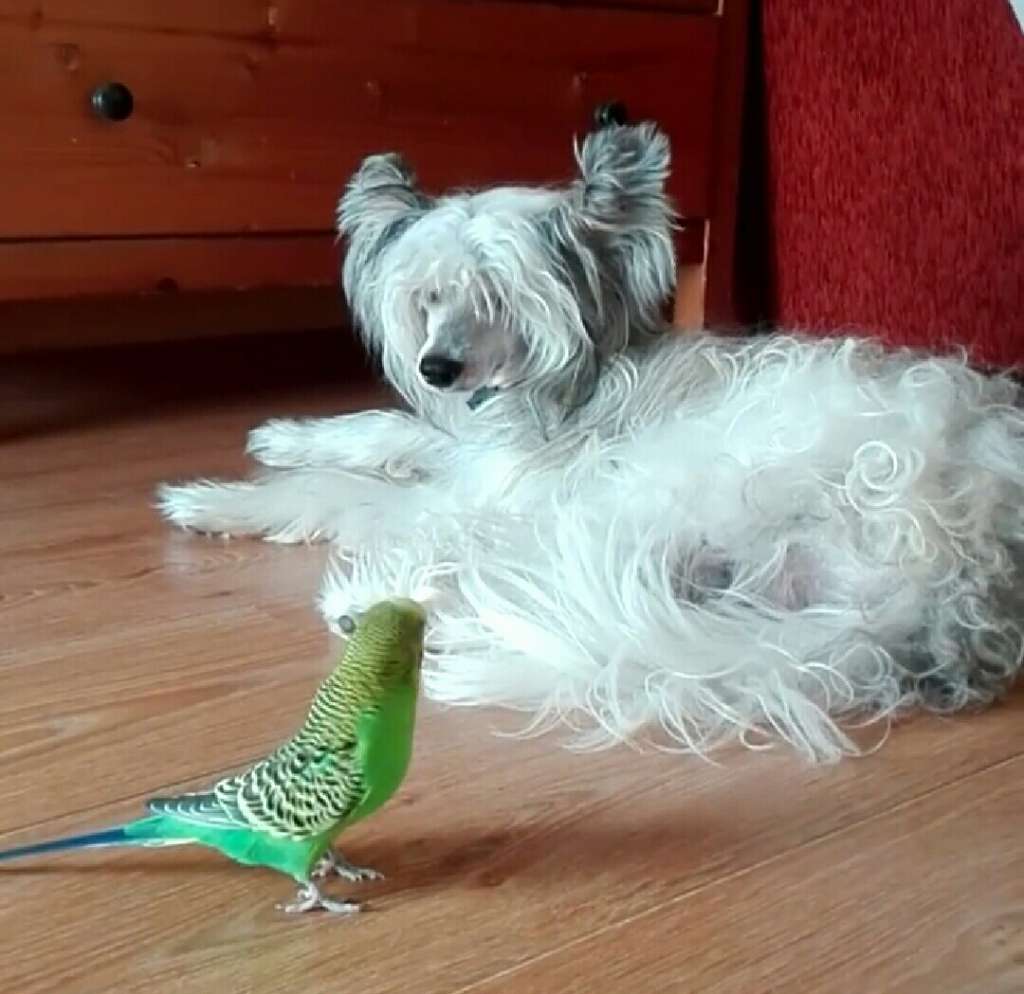 Buffalo-Bill Arth Tintagel