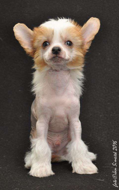 Bambino Arth Tintagel