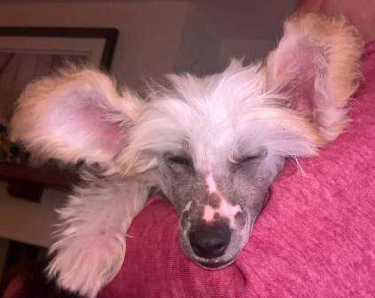 Scherzando Guess Again