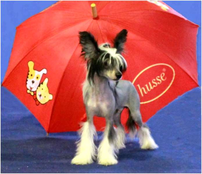 Shelcovij Shlejf Infrequent Gift