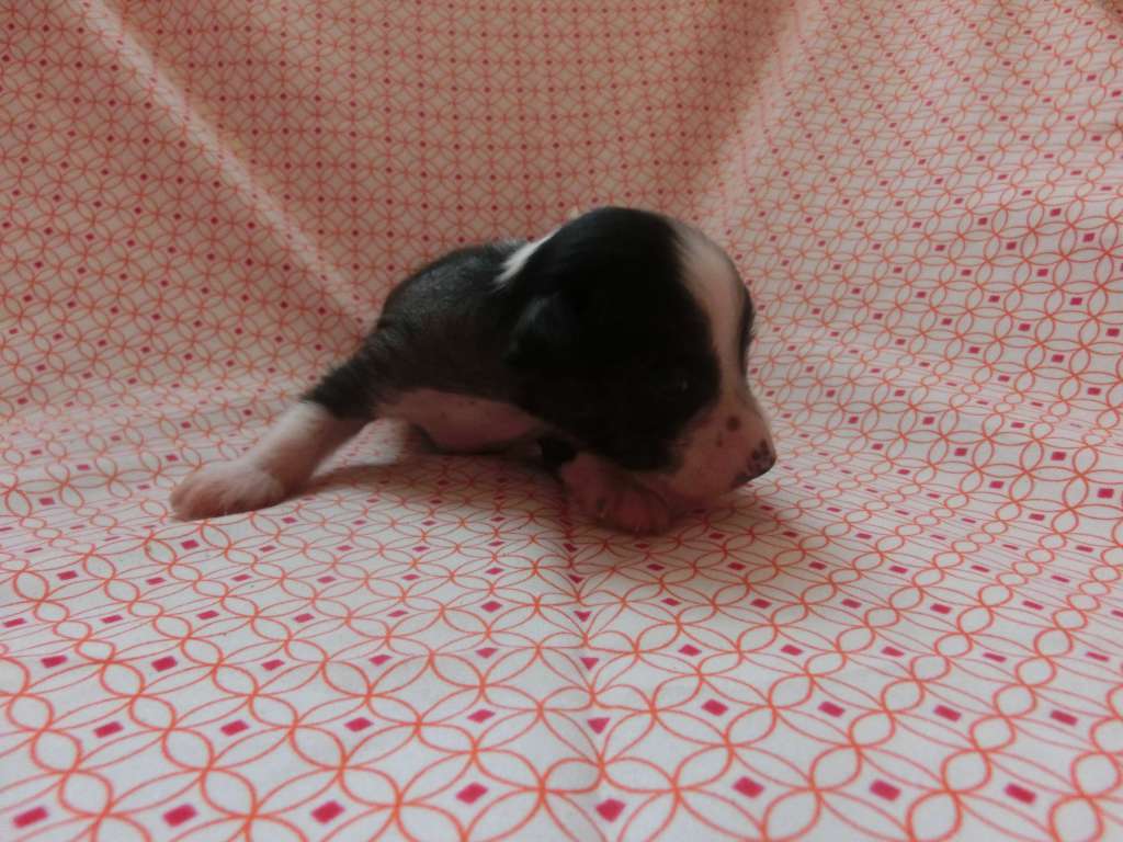 Troublemaker's Alibi