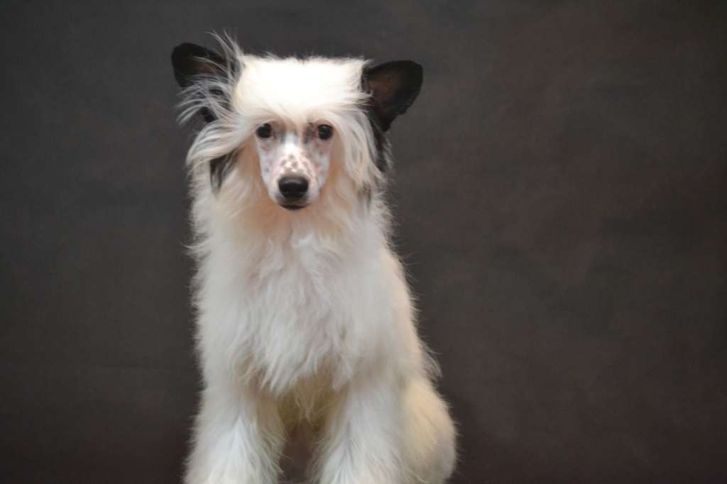 Ketrin Kristol Domino