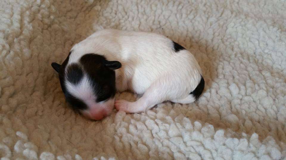 Guardian Faery's Love-A-Lot Bear