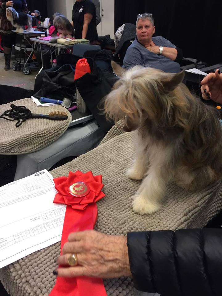 Anda Frelsis Flavor Chocolate