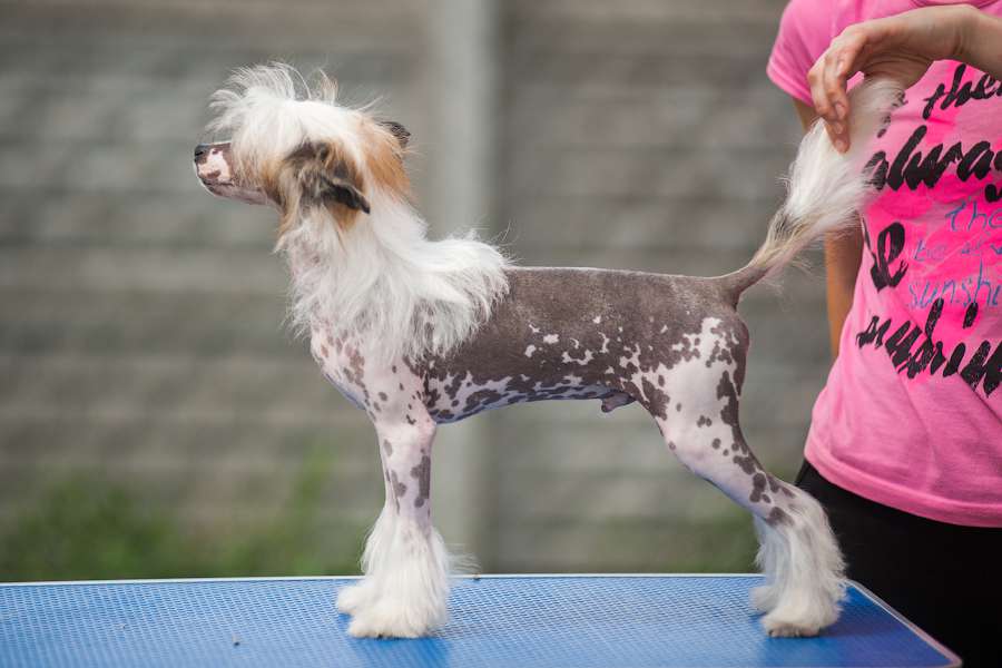 Uragan iz Sozvezdiya Khana