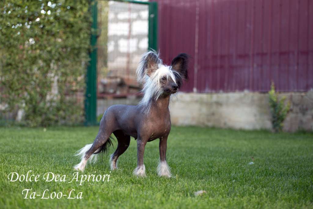 Dolce Dea Apriori Ta-Loo-La