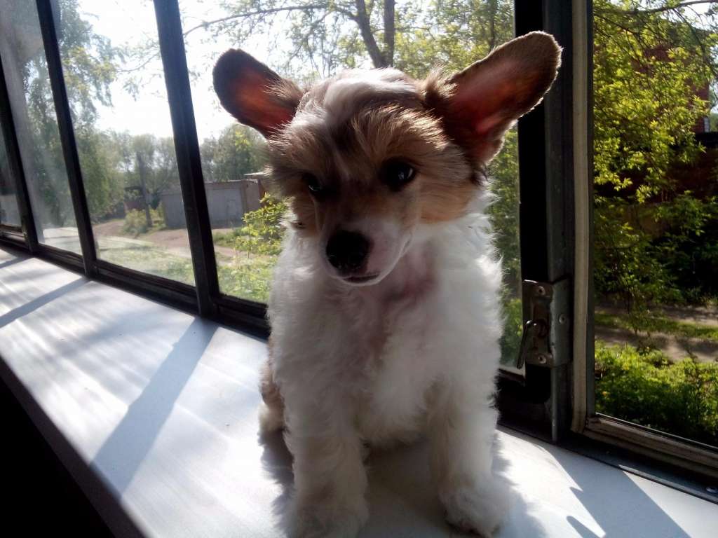 Zvezdny Medved  Erik