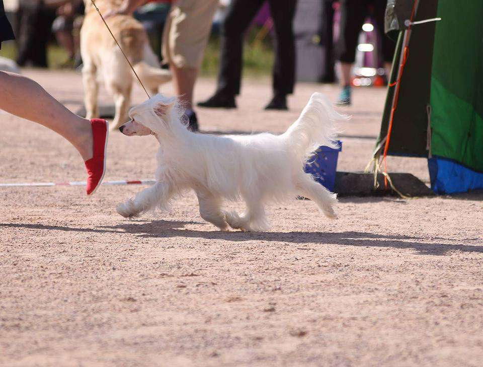 Dogventures Alea Iacta Est