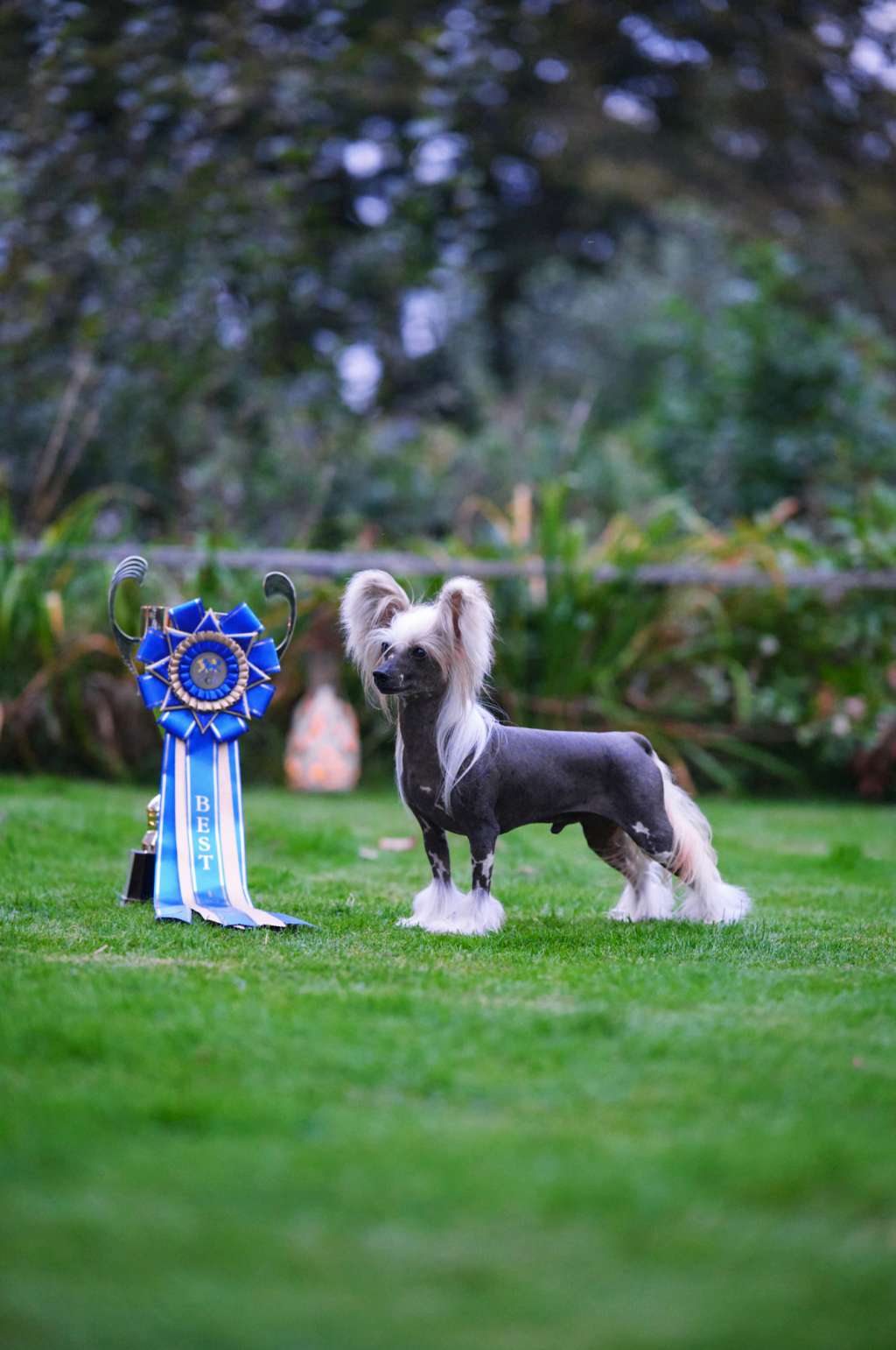 Sirocco Lunatic Toc Tamarine