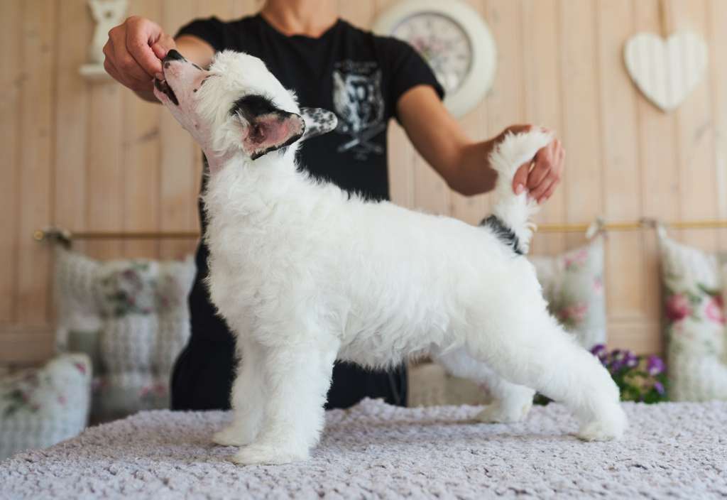 Sirocco Chiquita Goes Bananas