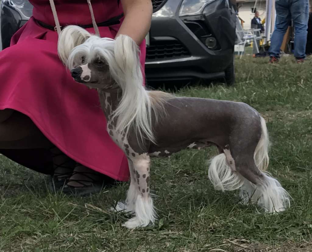 Sirocco A Mad Fig In My Wig