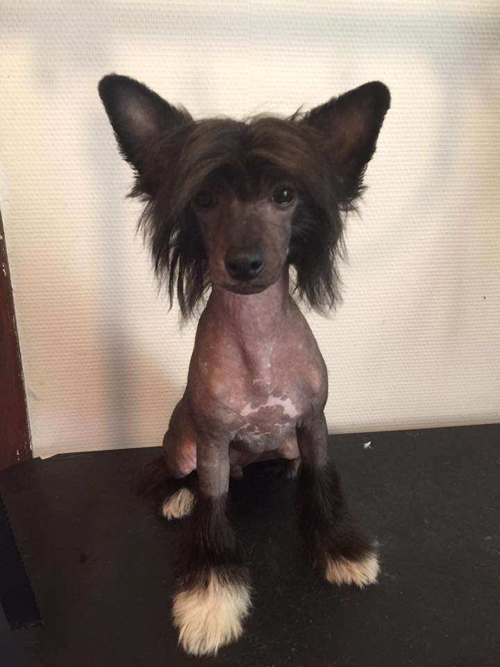 Pedro Of Livin la Vida Loca