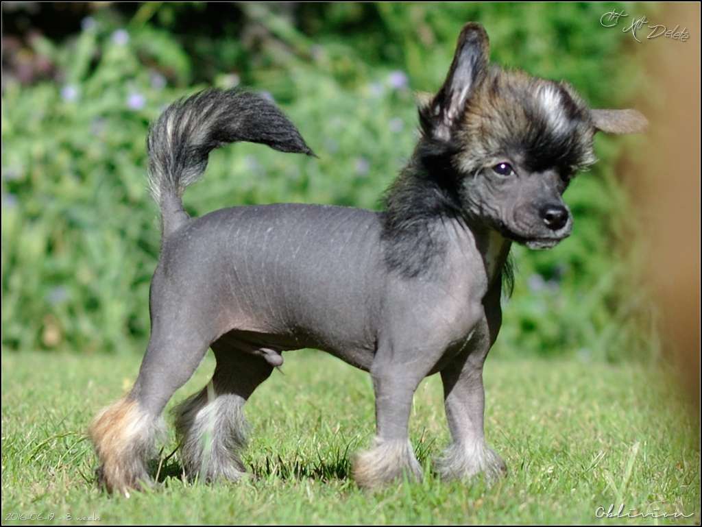 Oblivion Ctrl Alt Delete